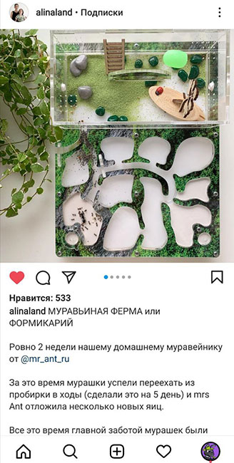 Отзыв о муравьиной ферме